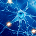 Acetylcholine: Function, Brain Role, Memory, Deficiency & How to Increase It