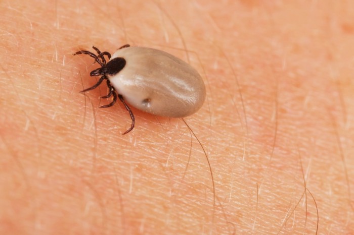 What Is Babesia? Symptoms, Treatment And Prevention.