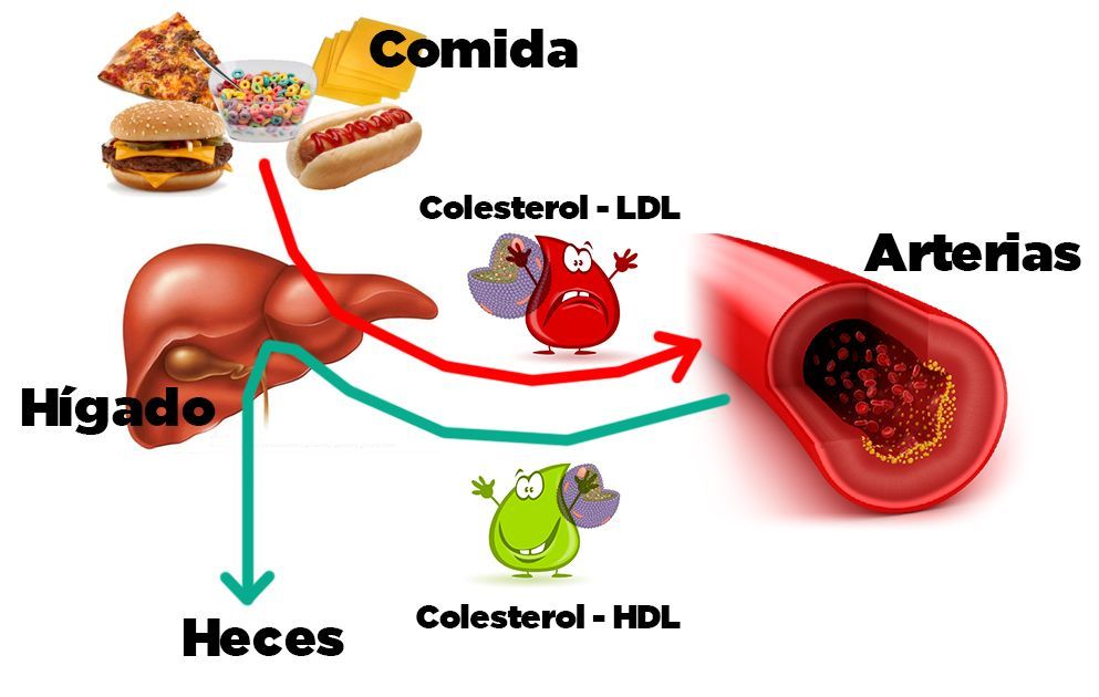 What Is Alpha High-Density Lipoprotein Deficiency(Tangier Disease)?