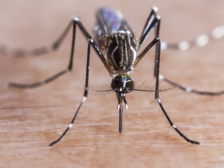 What Is Yellow Fever? What Is Yellow Fever?