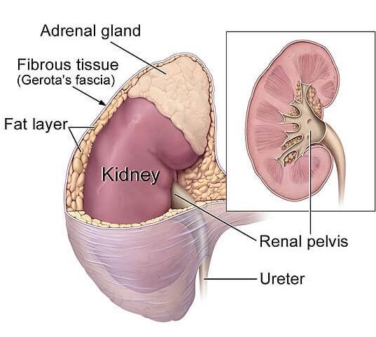 Adrenal Cancer:Causes, Symptoms,Treatment And Diagnosis