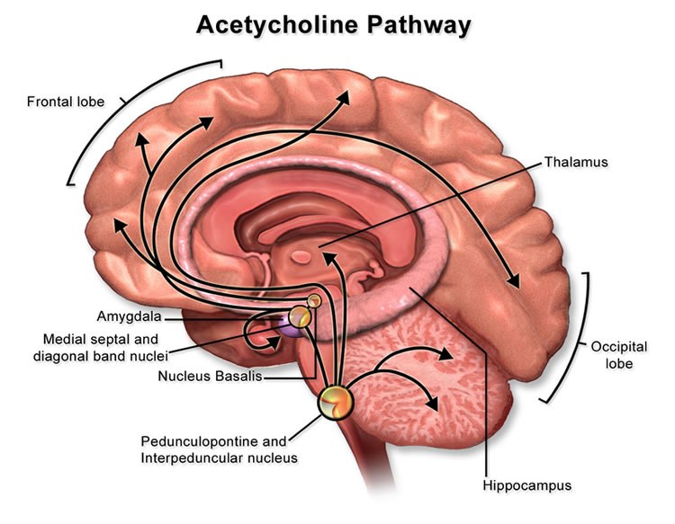 Acetylcholine-Overview Of Acetylcholine By Healthinfi
