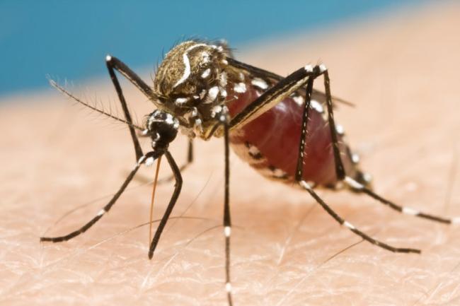 About Arbovirus A Chikungunya Type