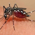 Dengue Cases