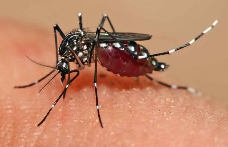 Dengue Cases