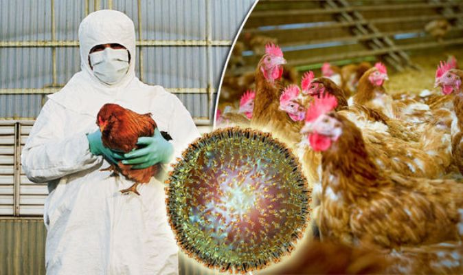 Bird Flu (Avian Influenza)