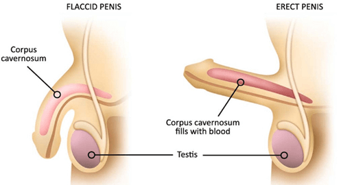 erectile dysfunction symptoms erectile dysfunction symptoms