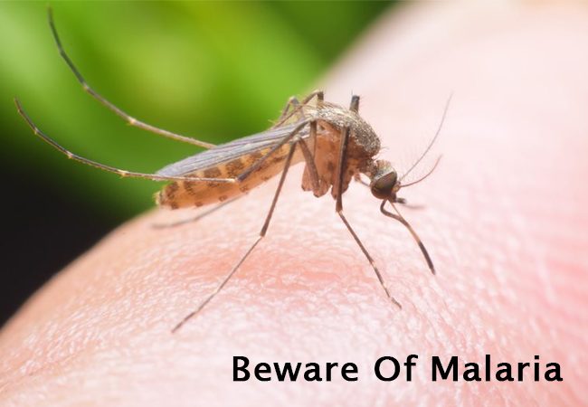 Malaria Causes Symptoms Prevention and Treatment